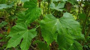 Pikiran bekerja dengan cara yang khusus: Resep Daun Pepaya Jepang Kuah Santan Mudah Dan Bergizi Tribun Lampung