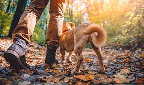 Pismo beach, a classic beach town, is located on california's famous central coast, halfway between san francisco and los angeles along pacific coast and 101 highways. Best Dog Friendly Camping Spots In Southern California