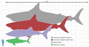 Megalodon Vs Great White Tooth Size Fossilera Com
