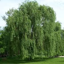 Babylonica.the first parent provides the frost hardiness and the golden shoots and the second parent the strong weeping habit. Willow Wikiwand