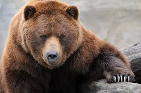 Resultado de imagen para ANIMALES