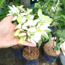 Fittonia sangat rentan dengan dengan suhu, serta butuh keadaan suhu yang konstan tidak naik atau turun dengan ekstrem agar dapat berkembang dengan baik. Jual Tanaman Hias Nusa Indah Bunga Putih Tanaman Hias Outdoor Hiasan Taman Shopee Indonesia