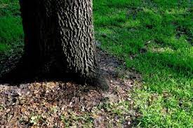 Shade Grass Shade Tolerant Grass Grass Seed For Shade Growing Grass