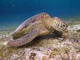 Todayonline Com Endangered Turtles Face New Threat In Indonesia Endangered Turtles Turtle Conservation Turtle