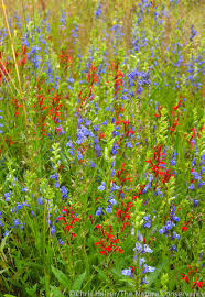 Image result for Lobelia uliginosa