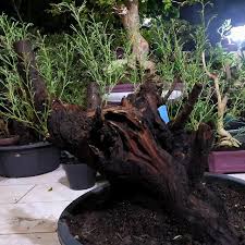Kulit batang kayu manis dipercaya mampu menurunkan kadar kolesterol jahat (ldl) dalam darah tanpa menurunkan kadar kolesterol baik (hdl). Apa Saja Nama Bonsai Berbatang Warna Hitam Tips Petani
