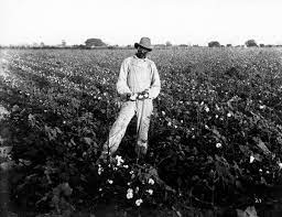 Man In Cotton Field Louisiana Digital Library