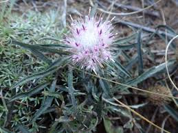 Image result for Dicoma anomala