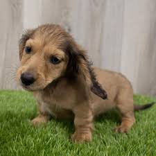 Maybe you would like to learn more about one of these? Dachshund Puppies Monroeville Pa Petland Monroeville