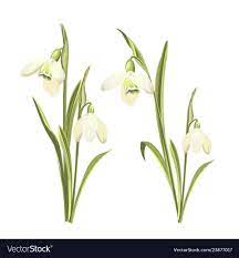 Set Of Snowdrops Flowers Botanical Royalty Free Vector Image Sponsored Flowers Botanical Set Botanical Illustration Vector Flowers Watercolor Flowers