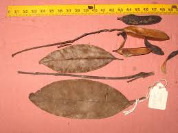 Image result for Rinorea brachypetala