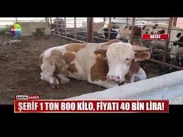 200 Kiloluk Cuce Kurbanlik Youtube