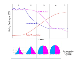 The Demographic Transition Model Demographic Transition Pyramids Transitional