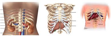 It is an organ that is part of the lymph system and works as a drainage network that defends your body. What Are The Functions Of The Ribs Quora