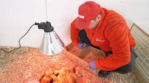 Tehnologia prepararii sortimentelor din carne de vanat si modalitati de servire adecvate in restaura. Cresterea Puilor De Carne 3 Lei Agroland