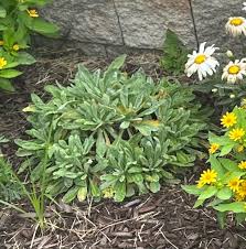 Image result for Aurinia