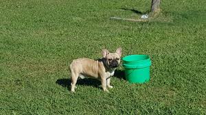 Find the perfect french bulldog puppy for sale in north carolina, nc at puppyfind.com. French Bulldog Puppies For Sale Monroe Nc 171031