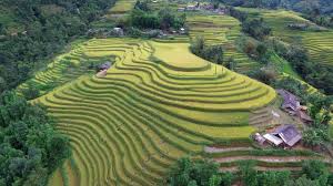 100+ Video, Klip HD & 4K Persawahan & Sawah Gratis - Pixabay