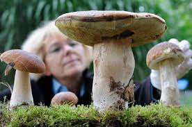 Was bieten wir an umfrage zhaw wädenswil zur zucht von pilzen im freiland. Pilze Selbst Zuchten Pilz Plantage Im Eigenen Garten News De