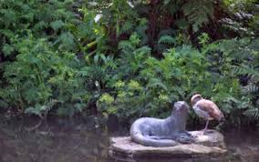 Image result for Sium repandum