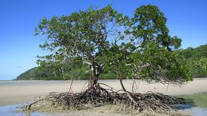 Apa kata alkitab mengenai kerasukan setan? Kawasan Pesisir Pola Pemanfatan Dan Strategi Pengelolaan Ekosistem Mangrove Di Pulau Nusalaut Kabupaten Maluku Tengah Halaman All Kompasiana Com