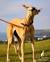 Saluki Lurcher Whippet