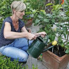 Der Zitronenbaum Verliert Blatter Das Sind Die Ursachen Zitronen Baum Zitronenbaum Mediterrane Pflanzen