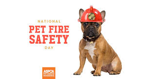 The diagnosis/treatment given at the visit (have you can contact the aspca® pet insurance several different ways. Aspca Pet Insurance On Twitter Did You Know That Somewhere Around 700 House Fires Each Year Are Actually Started By Pets You Can Eliminate Some Risks By Keeping Access To Fireplaces Candles