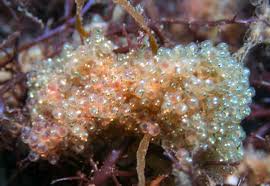 Pin By Cait Adams On Things That Are Clear Mother Art Fish Under The Sea