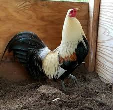 Dimana setiap hewan yang berasal dari kelas aves, dapat ditandai dari bulu yang menutupi seluruh permukaan. Agen Sabung Ayam Online Klik The Picture For More Information Beautiful Chickens Chickens Backyard Chickens