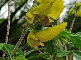 Image result for Crotalaria agatiflora