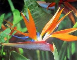 Bird Of Paradise Plant For Sale Near Me Pin On Flowers Foliage