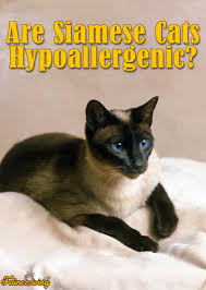 She's half balinese and half tonkanese (half burmese and half siamese). Are Siamese Cats Hypoallergenic Plus 2 Causes Of Allergies