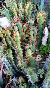 Image result for Schizocarphus nervosus