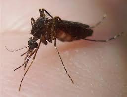 Sengkenit atau kutu babi adalah bintang parasit yang biasa ditemui di persekitaran kita. Mypestnews