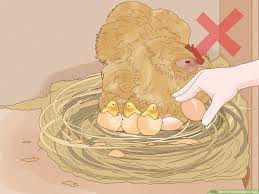 Can duck eggs hatch without an incubator? 3 Ways To Hatch Chicken Eggs Wikihow