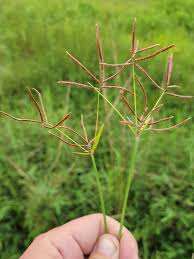Image result for Cyperus denudatus