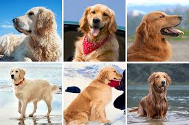 It's also free to list your available puppies and litters on our site. Types And Colors Of Golden Retrievers Golden Retriever Society