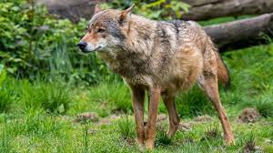 Selon la région, il s'agit soit d'un gâteau feuilleté soit d'un gâteau brioché. Doit On Vraiment Crier Au Loup L Express