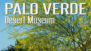 Tolerates alkaline soil and requires. Desert Museum Palo Verde Is A Must Have Cercidium Desert Museum Youtube
