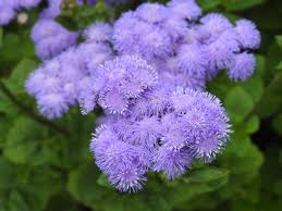 They have toothed ovate leaves arranged oppositely along the stem. Ageratum Houstonianum Ageratum Blue Billygoatweed Bluemink Floss Flower Mexican Ageratum North Carolina Extension Gardener Plant Toolbox