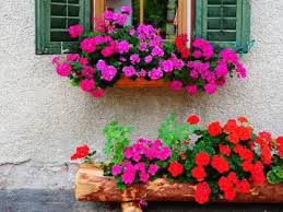 Image result for foto muškáty