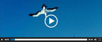 Easy video player · 7. Easy Video Player Wordpress Plugin Wordpress Org