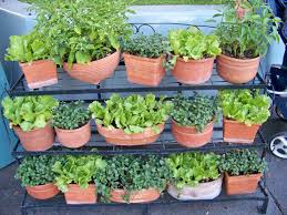 We did not find results for: 10 Creative Vegetable Garden Ideas