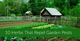 20 of the most underused and little known healing herbs on the planet. 10 Herbs That Repel Garden Pests Hip Homeschool Moms
