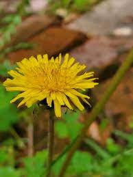 Dandelion Flower In 2020 Dandelion Flower Dandelion Flowers