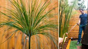 Image result for Cyperus papyrus