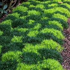 One of the few groundcovers which is frequently used as a lawn alternative or substitute. Pin On Front Yard