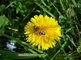 El diente de león es una hierba común y corriente que crece en los lotes baldíos, al lado de los caminos y entre el pasto en los patios. Taraxacum Wikipedia La Enciclopedia Libre