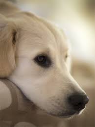 Other owners chose euthanasia whenever their pets are suffering from a physical problem, and the treatment would cost them a lot. Cat And Dog Euthanasia In Springfield Il Myers Animal Clinic